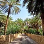 al-ain-oasis-from-abu-dhabi