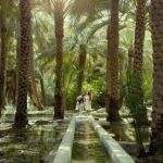 al-ain-oasis-tri-from-abu-dhabi