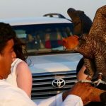 private-overnight-Desert-safari-price -Deals-abu-dhabi